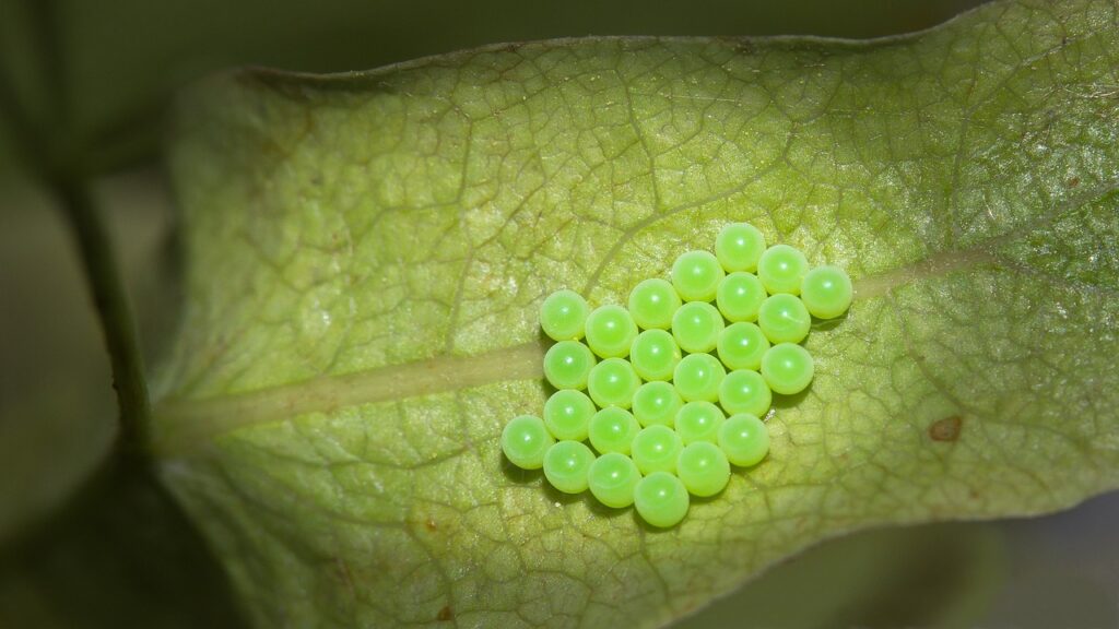 What is the life cycle of the stink bug (Halyomorpha halys). | How To ...